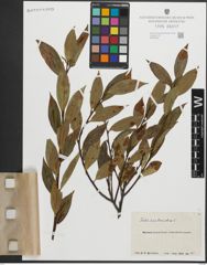 Foto von Salix pentandra L.